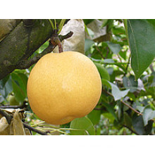 China New Crop Fengshui Pear